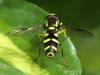 Philhelius sp.